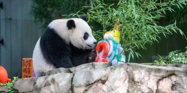 部分旅美大熊猫将提前回国 这一家三口的健康状况曾引高度关注